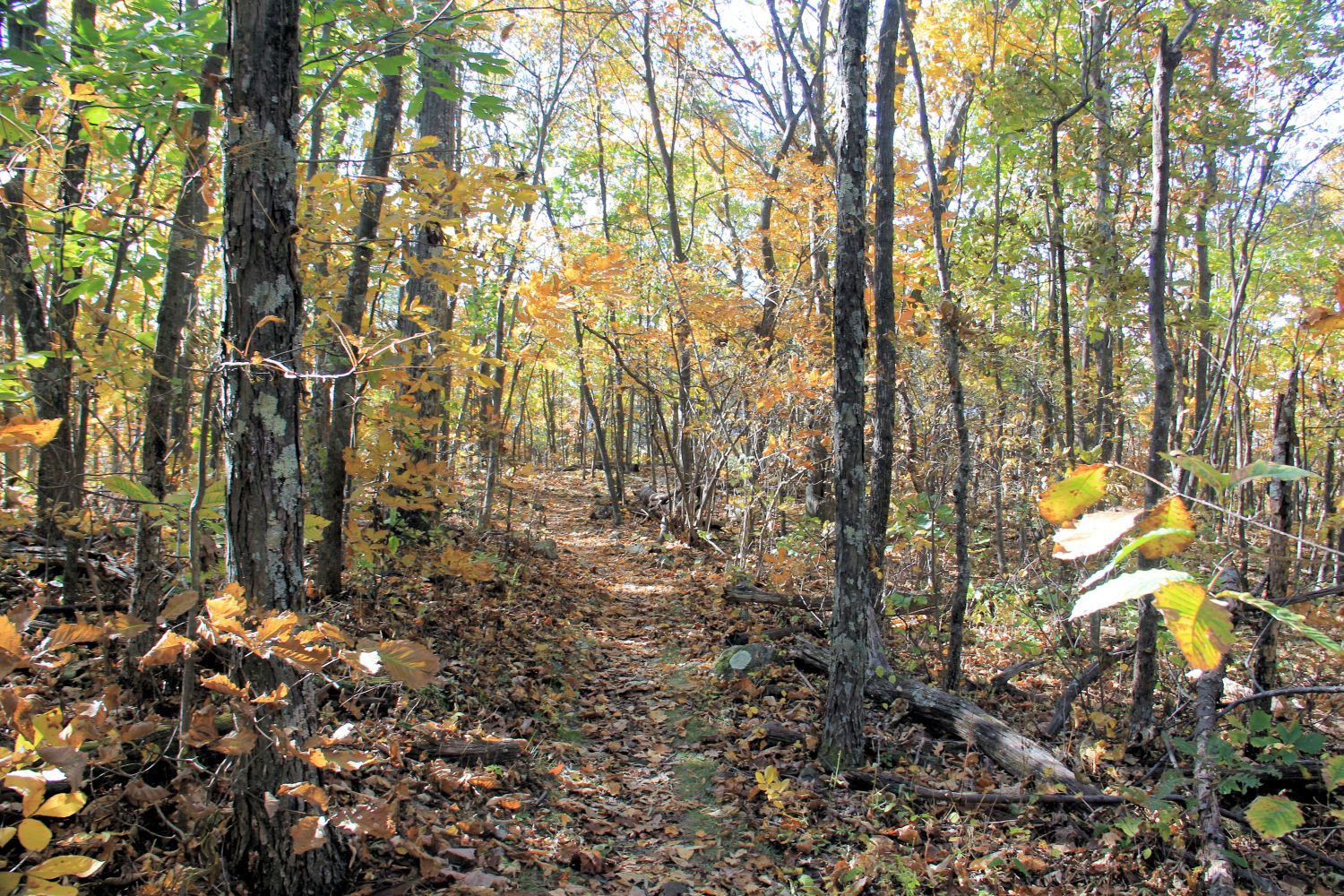 Appalachian Trail 